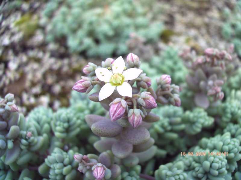 Sedum dasyphyllum